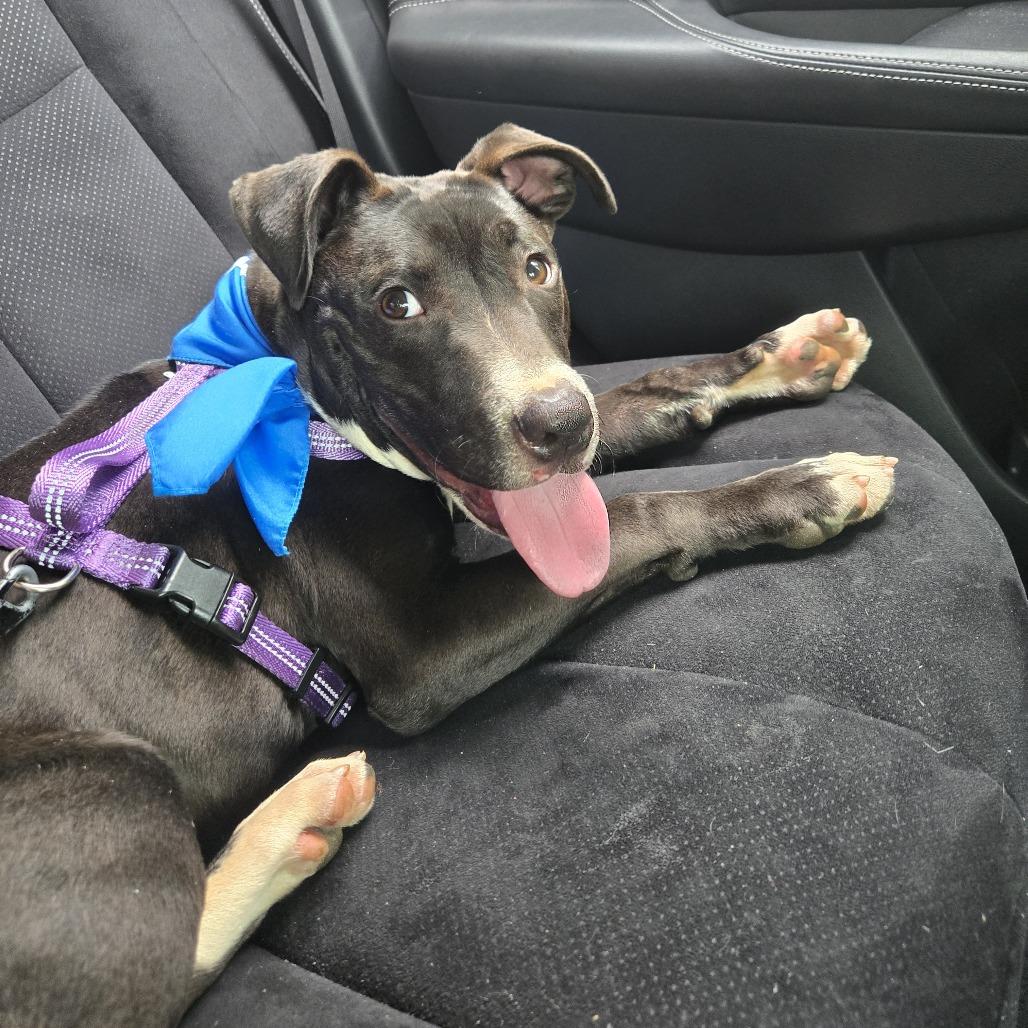 Enlarge Zeus, a Adoptable Mixed Breed in Columbiana, AL image 1/6