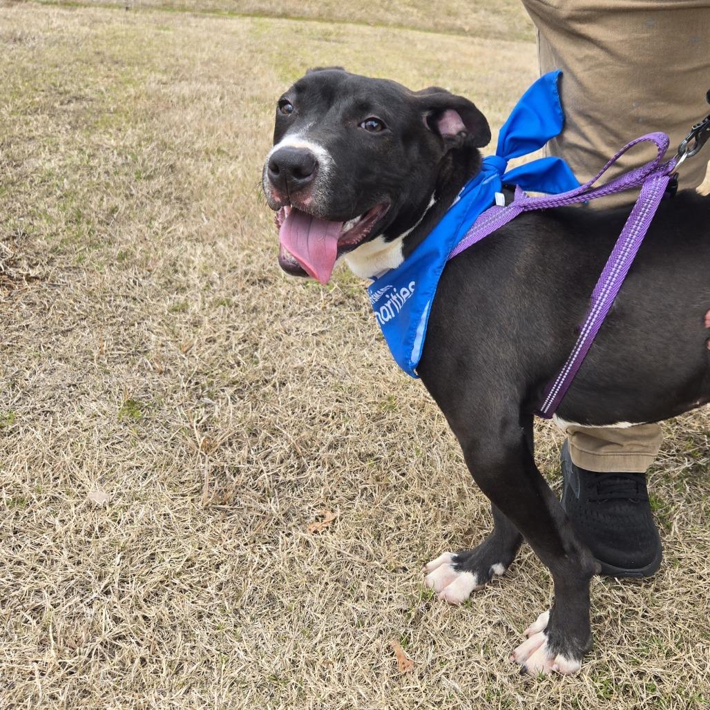 Enlarge Zeus, a Adoptable Mixed Breed in Columbiana, AL image 2/6