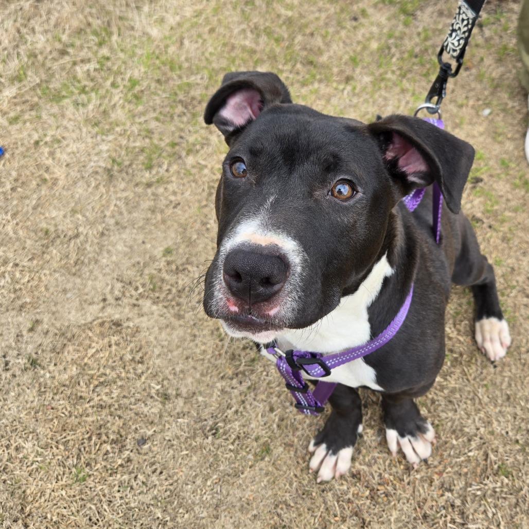 Enlarge Zeus, a Adoptable Mixed Breed in Columbiana, AL image 3/6