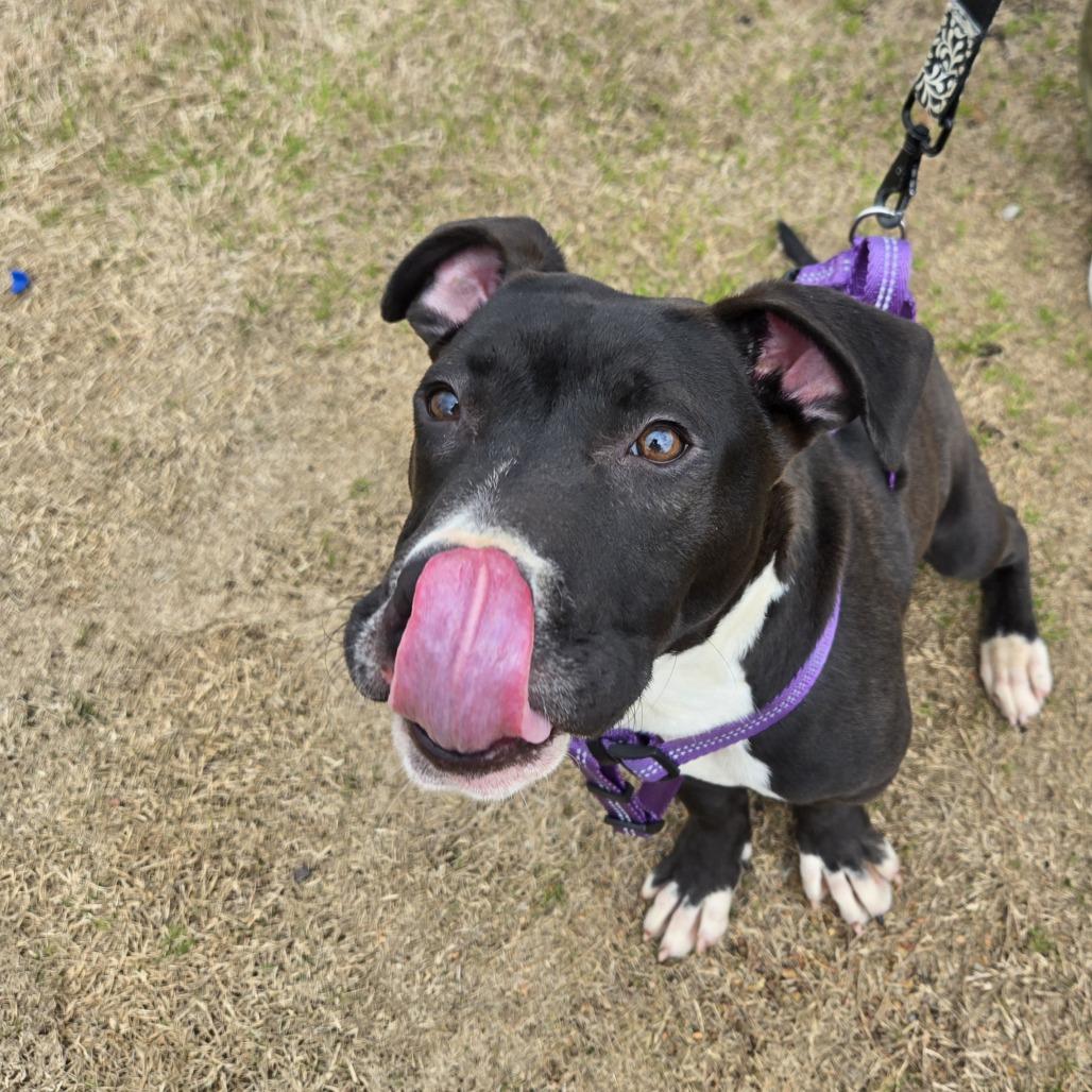 Enlarge Zeus, a Adoptable Mixed Breed in Columbiana, AL image 4/6
