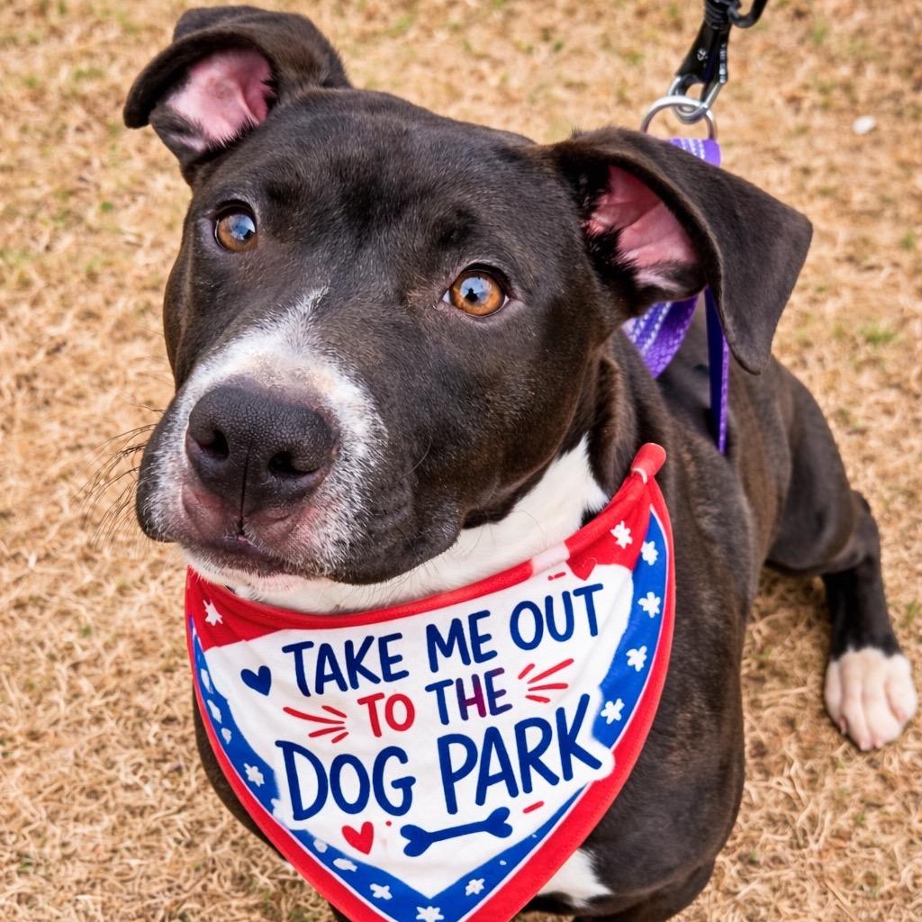 Enlarge Zeus, a Adoptable Mixed Breed in Columbiana, AL image 5/6