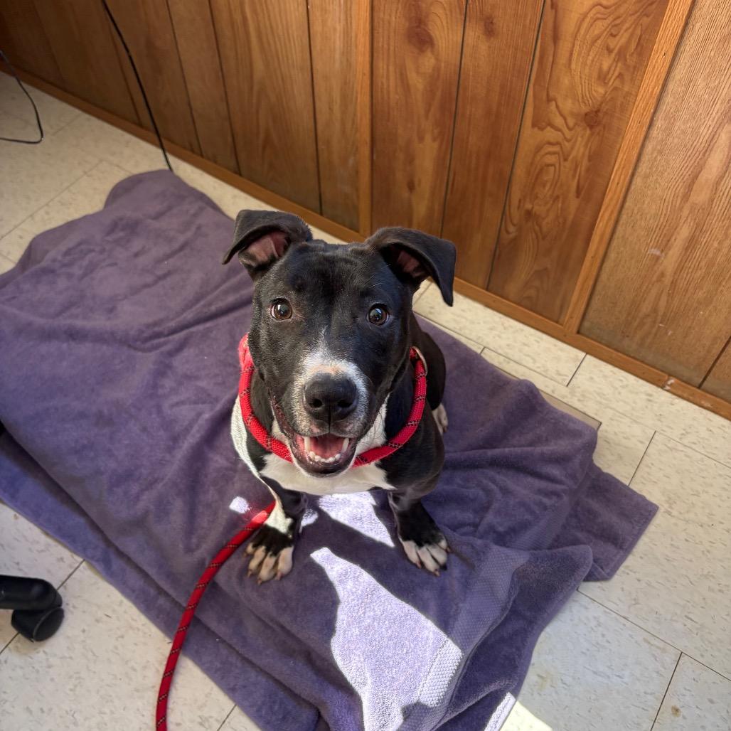 Enlarge Zeus, a Adoptable Mixed Breed in Columbiana, AL image 6/6