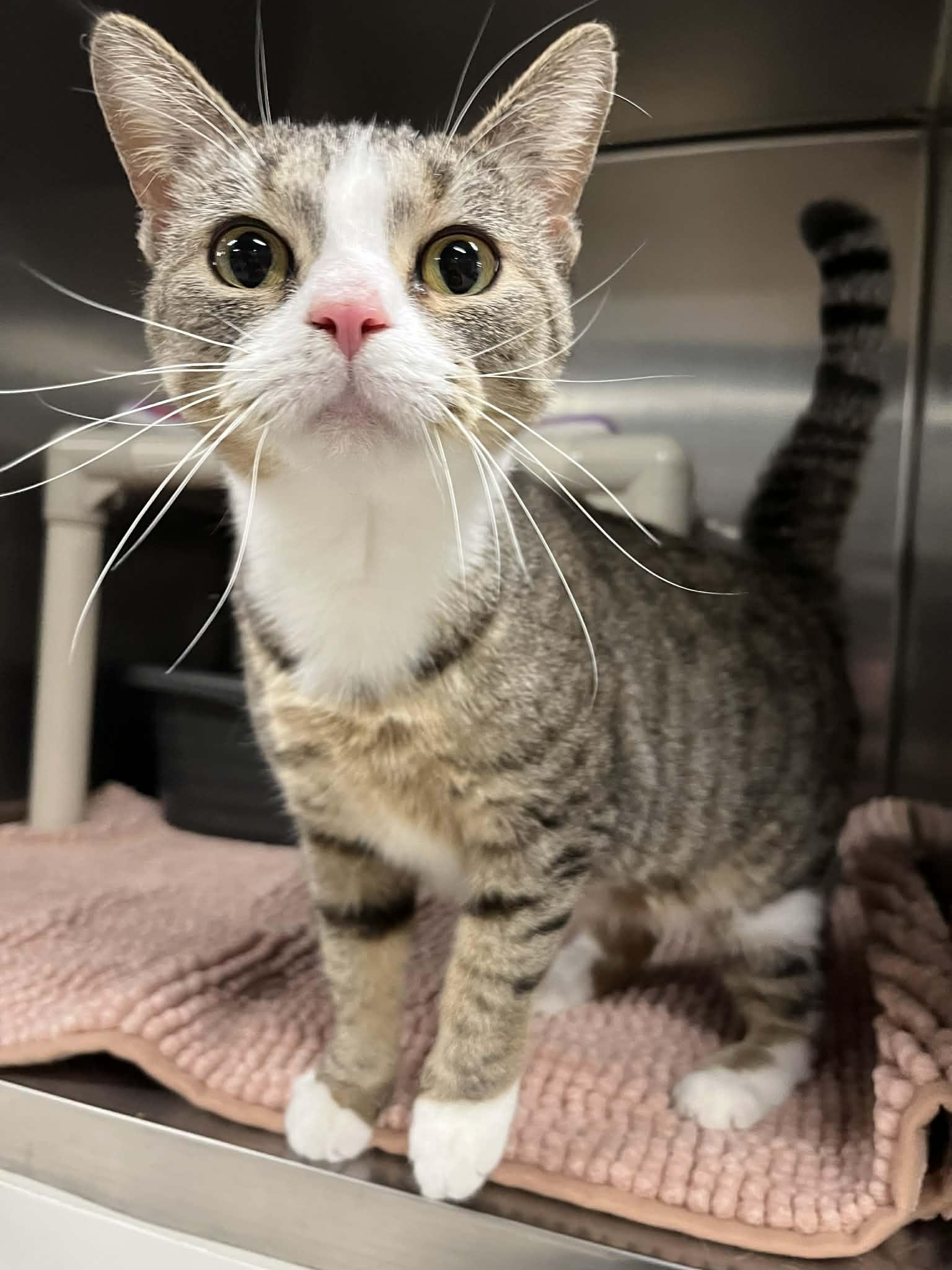 Enlarge DAHLIA, an adopted Domestic Short Hair in Wyandotte, MI image 1/1