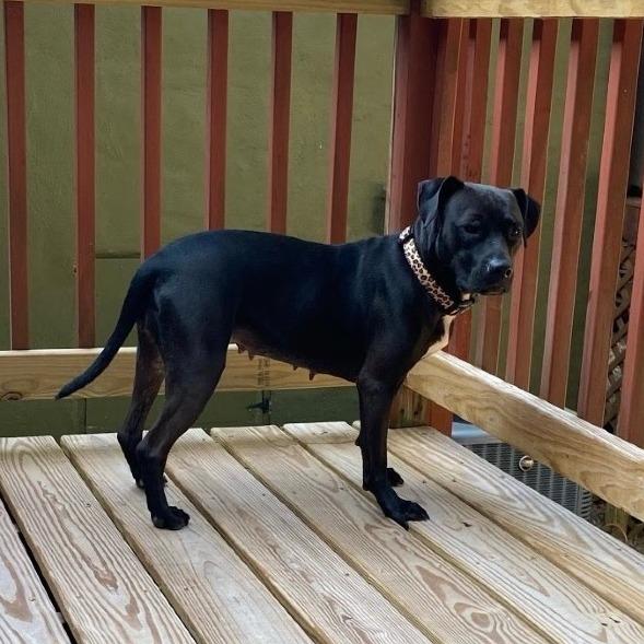 Uzi, Adoptable, Adult Female Mixed Breed.