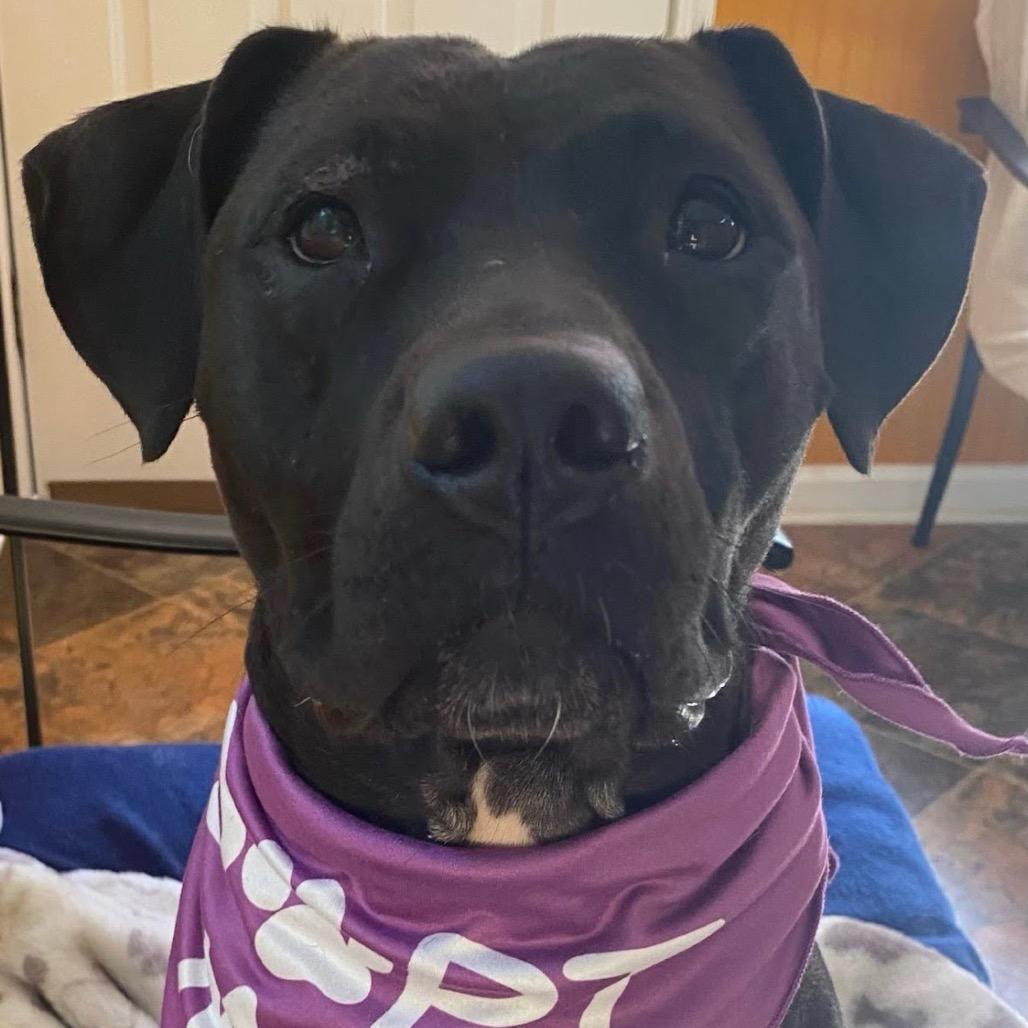 Uzi, a Adoptable Mixed Breed in Austell, GA image 2/6