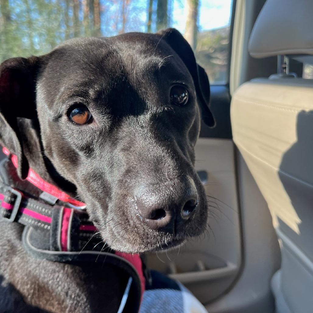 Uzi, a Adoptable Mixed Breed in Austell, GA image 3/6