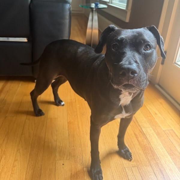 Uzi, a Adoptable Mixed Breed in Austell, GA image 4/6