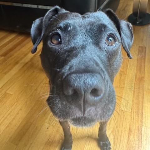 Uzi, a Adoptable Mixed Breed in Austell, GA image 5/6