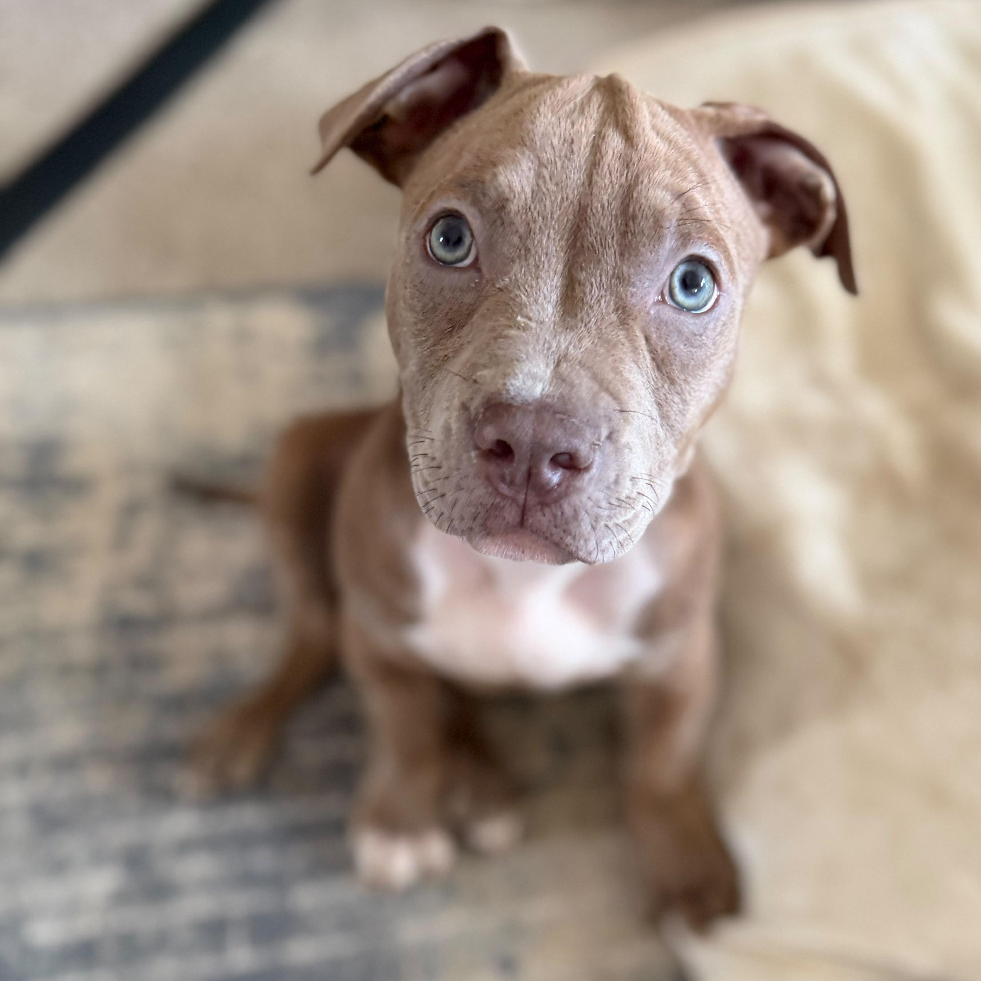 Sapphire, a ADOPTABLE mixed breed in Sanford, NC image 2/6