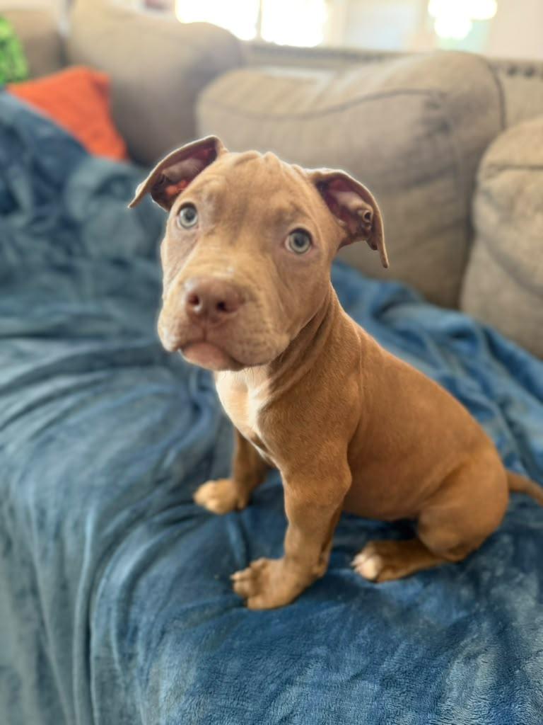 Sapphire, a ADOPTABLE mixed breed in Sanford, NC image 3/6