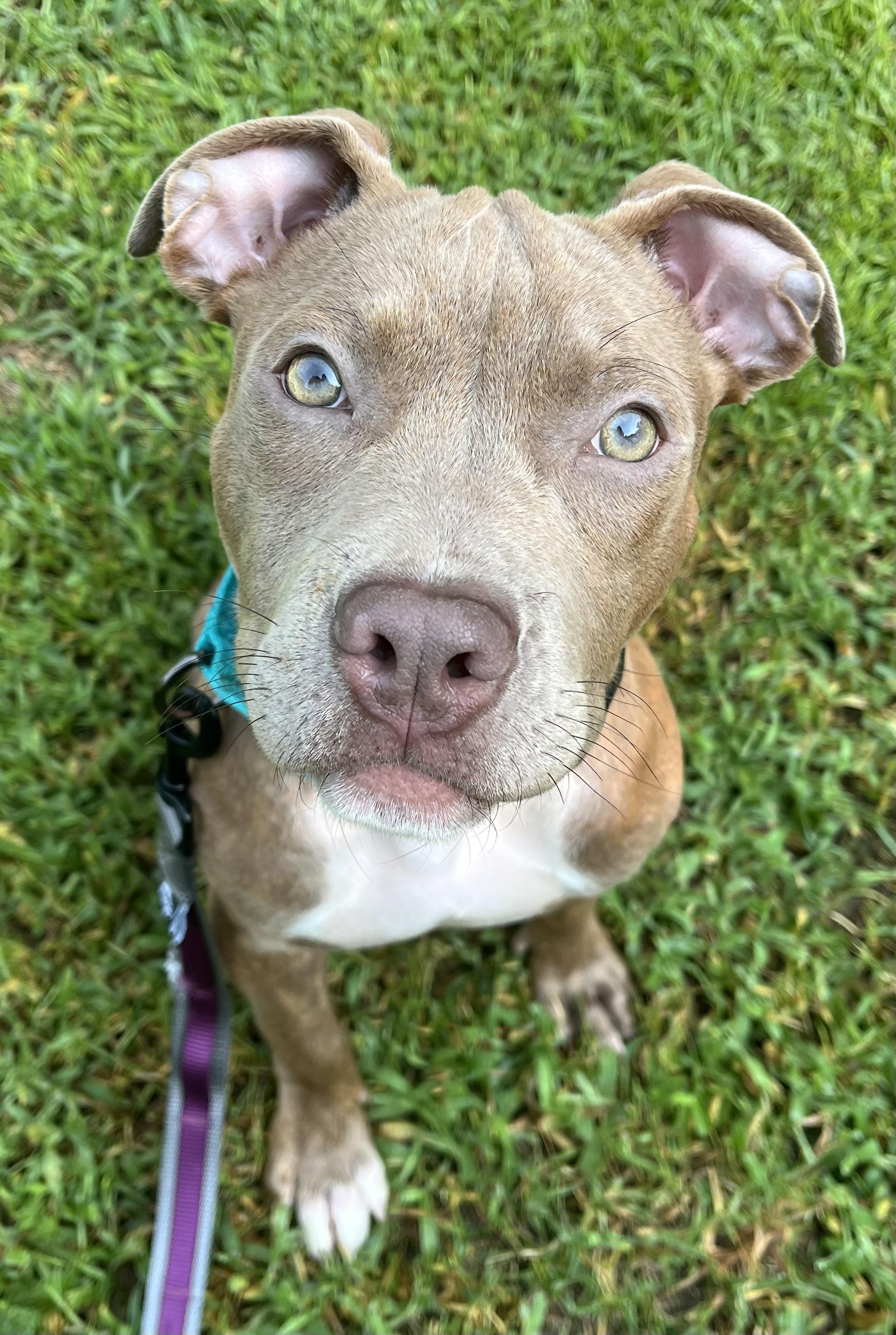 Sapphire, ADOPTABLE, Puppy Female American Staffordshire Terrier.