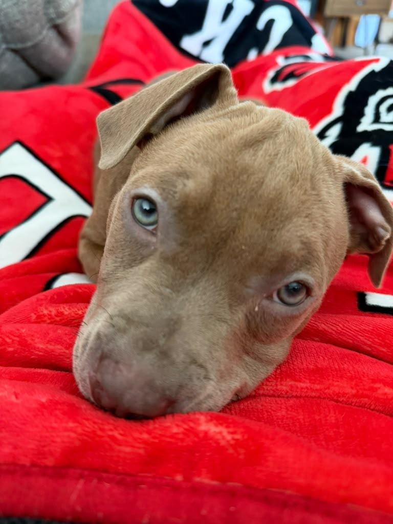 Sapphire, a ADOPTABLE mixed breed in Sanford, NC image 4/6