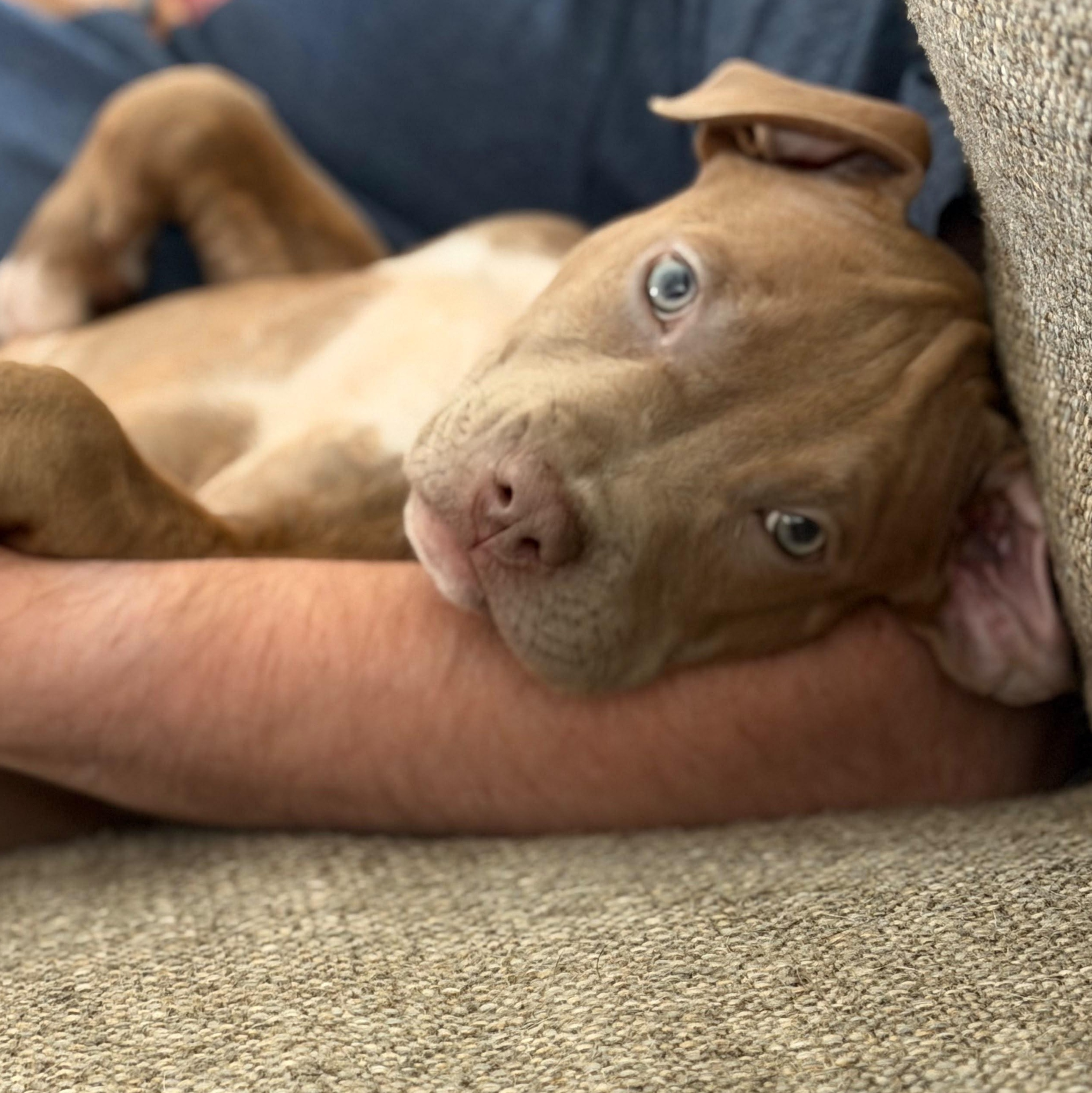 Sapphire, a ADOPTABLE mixed breed in Sanford, NC image 5/6
