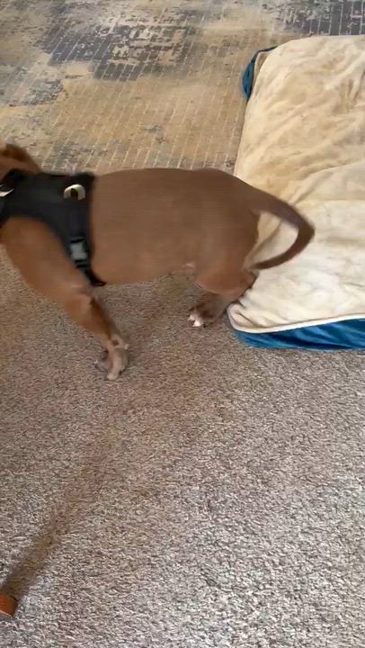 Enlarge Sapphire, a ADOPTABLE mixed breed in Sanford, NC video 6/6