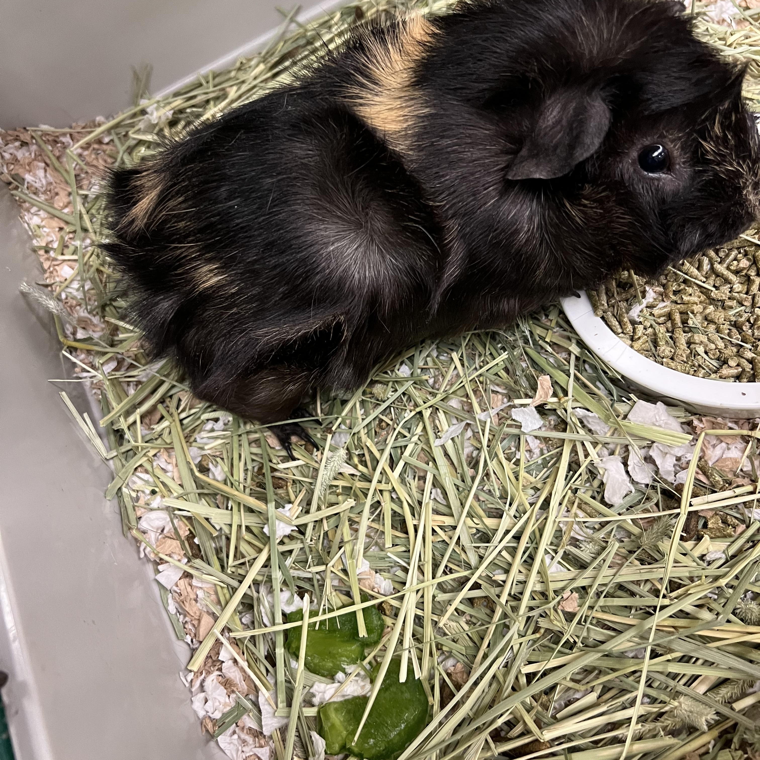 Frito, ADOPTABLE, Young Male Guinea Pig.