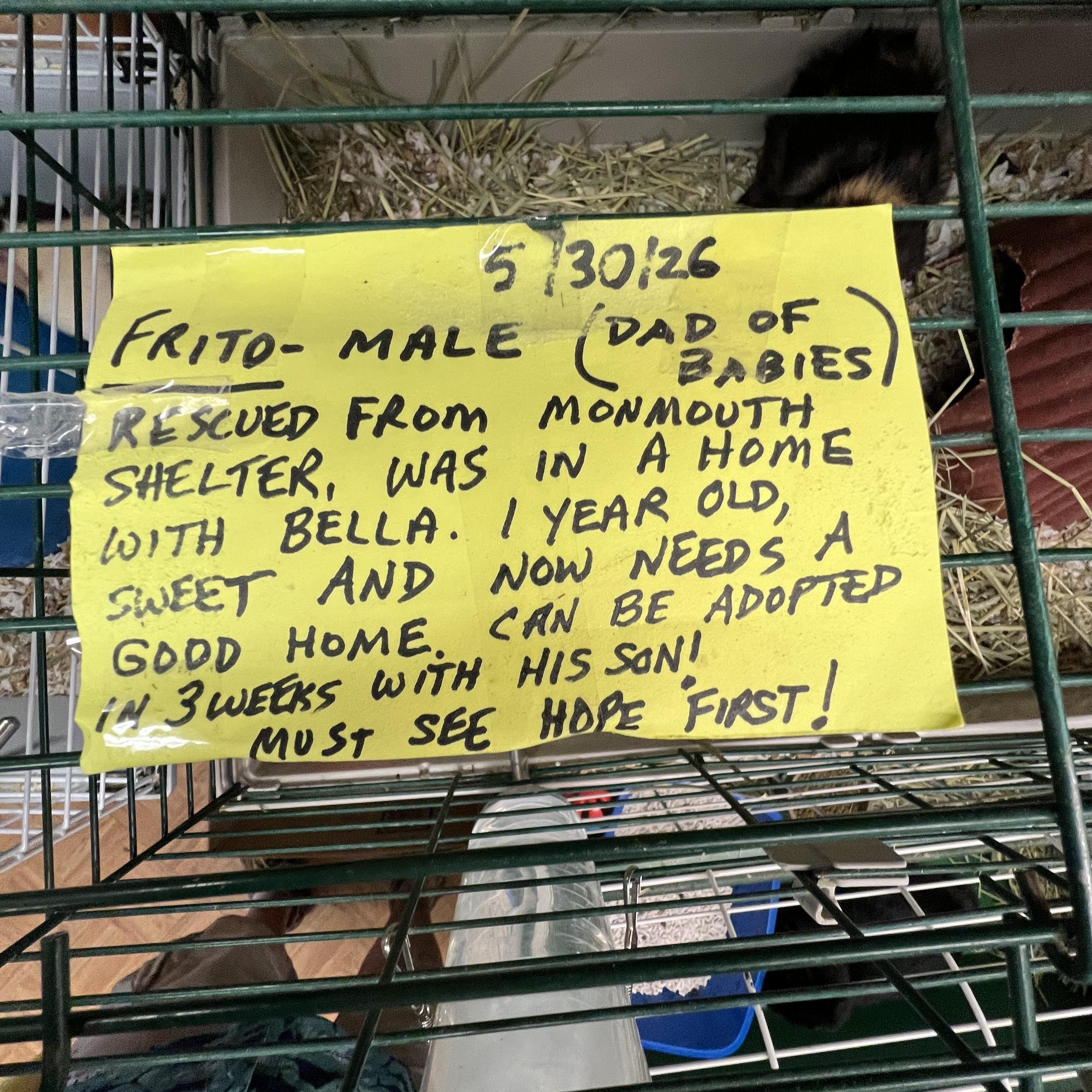 Frito, a ADOPTABLE mixed breed in Hillsborough, NJ image 3/3
