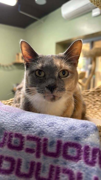 Autumn, Adoptable, Adult Female Domestic Short Hair & Domestic Short Hair.
