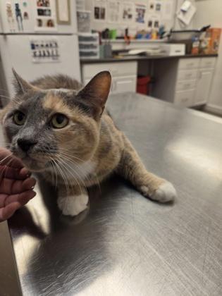 Enlarge Autumn, a Adoptable mixed breed in South Bend, IN image 2/2