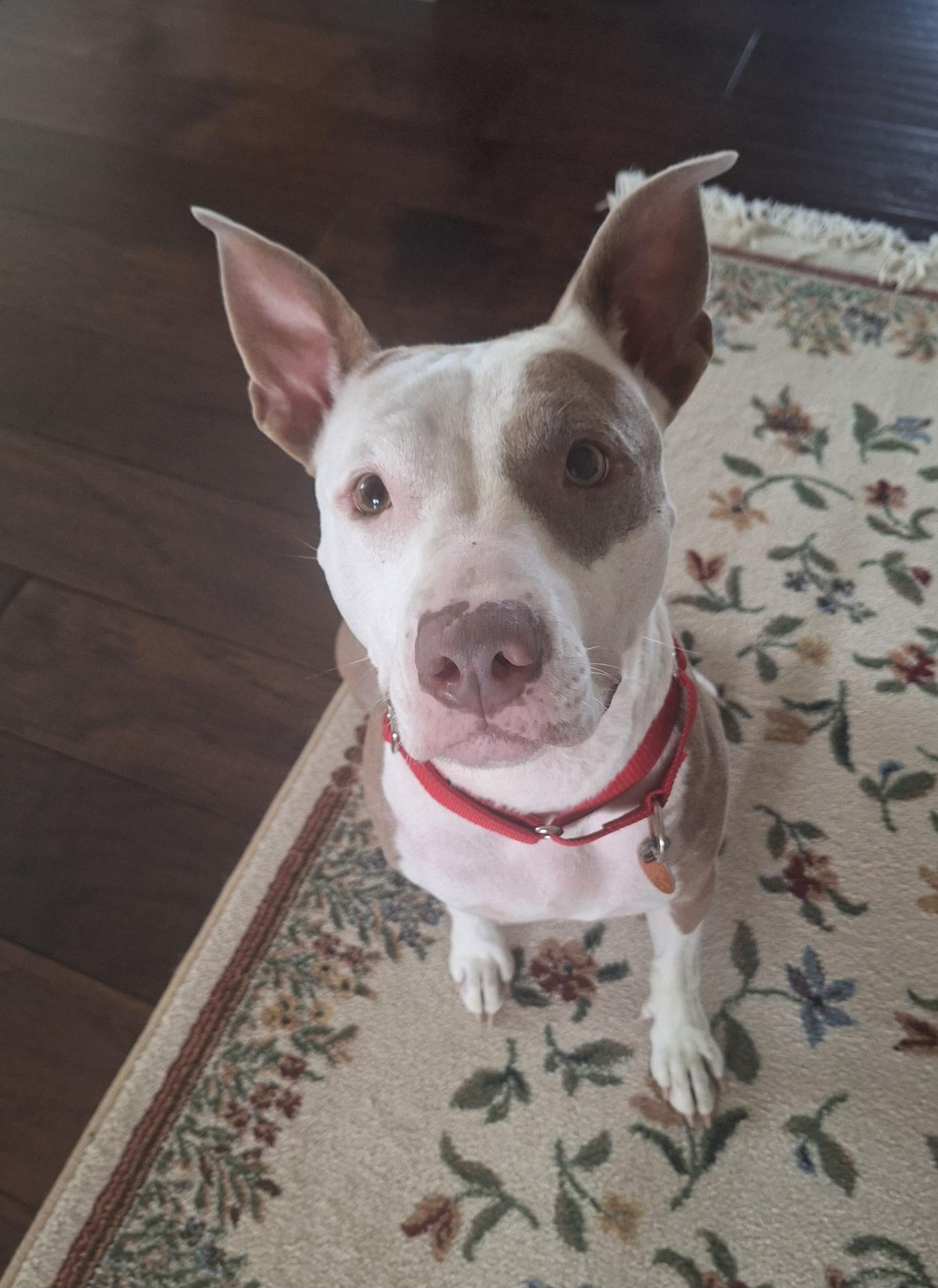 Enlarge Envy, a ADOPTABLE mixed breed in Whitestown, IN image 1/1