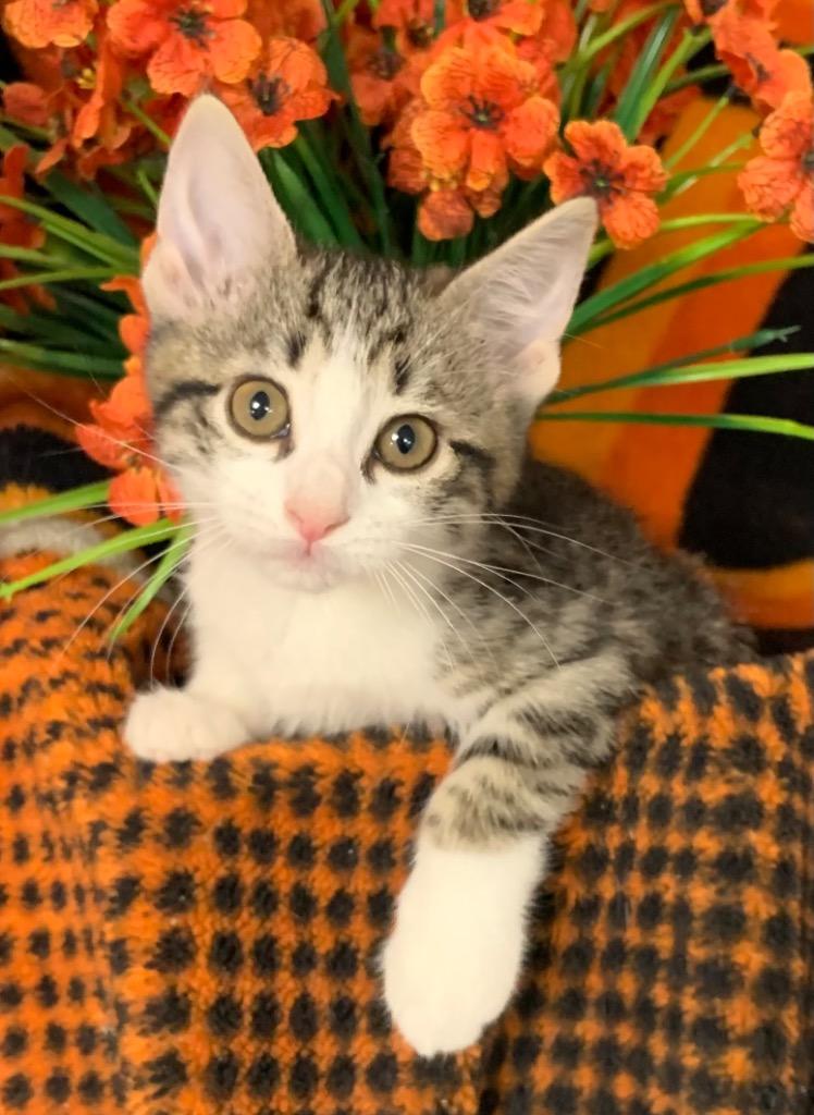 5/21/26 Rini, Adoptable, Kitten Female Domestic Short Hair.