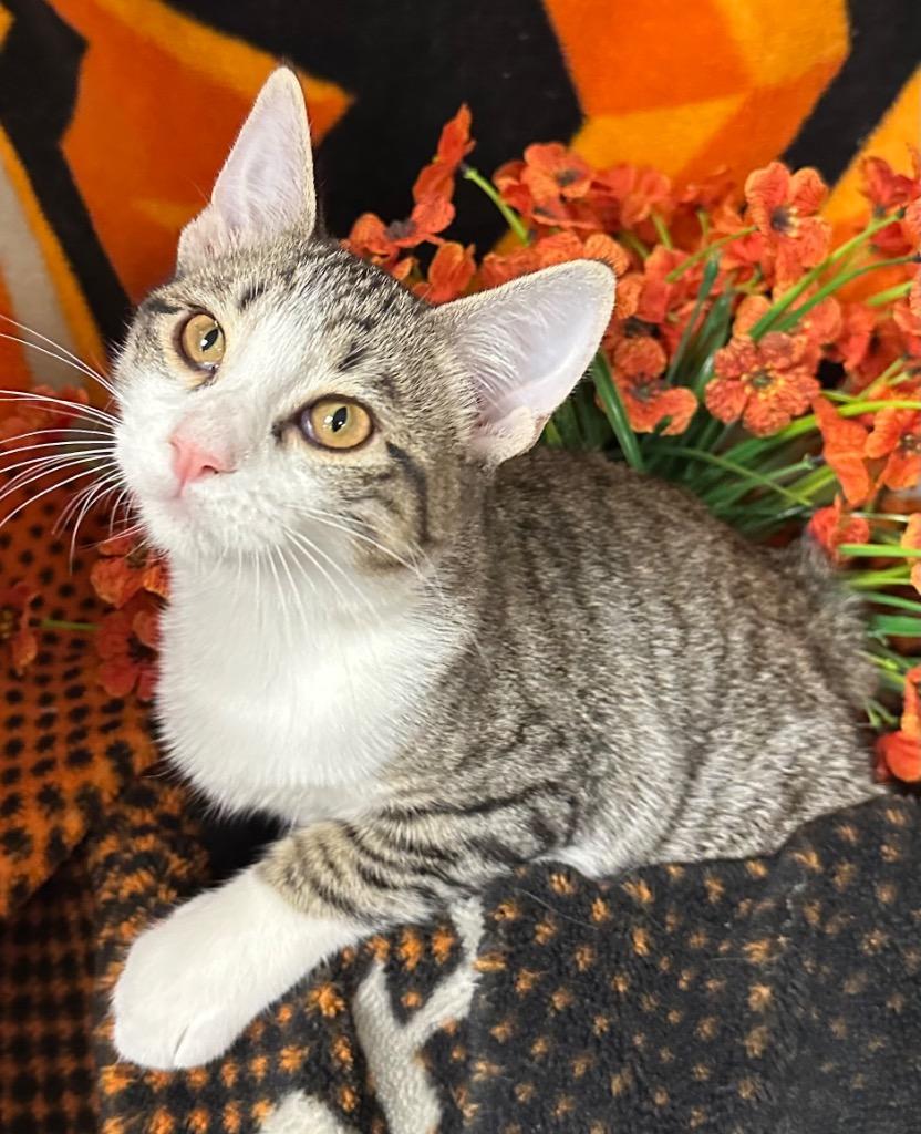 Enlarge 5/21/26 Rini, a Adoptable mixed breed in Stillwater, OK image 2/2