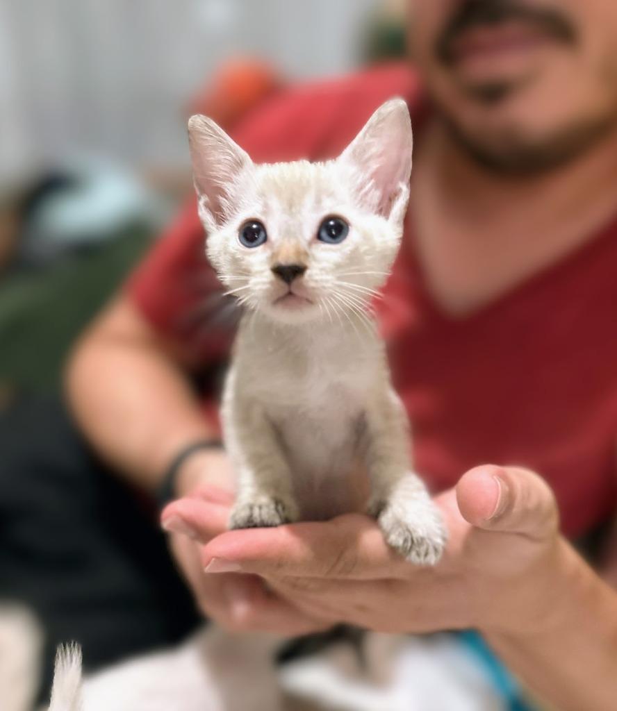 Kit Kat