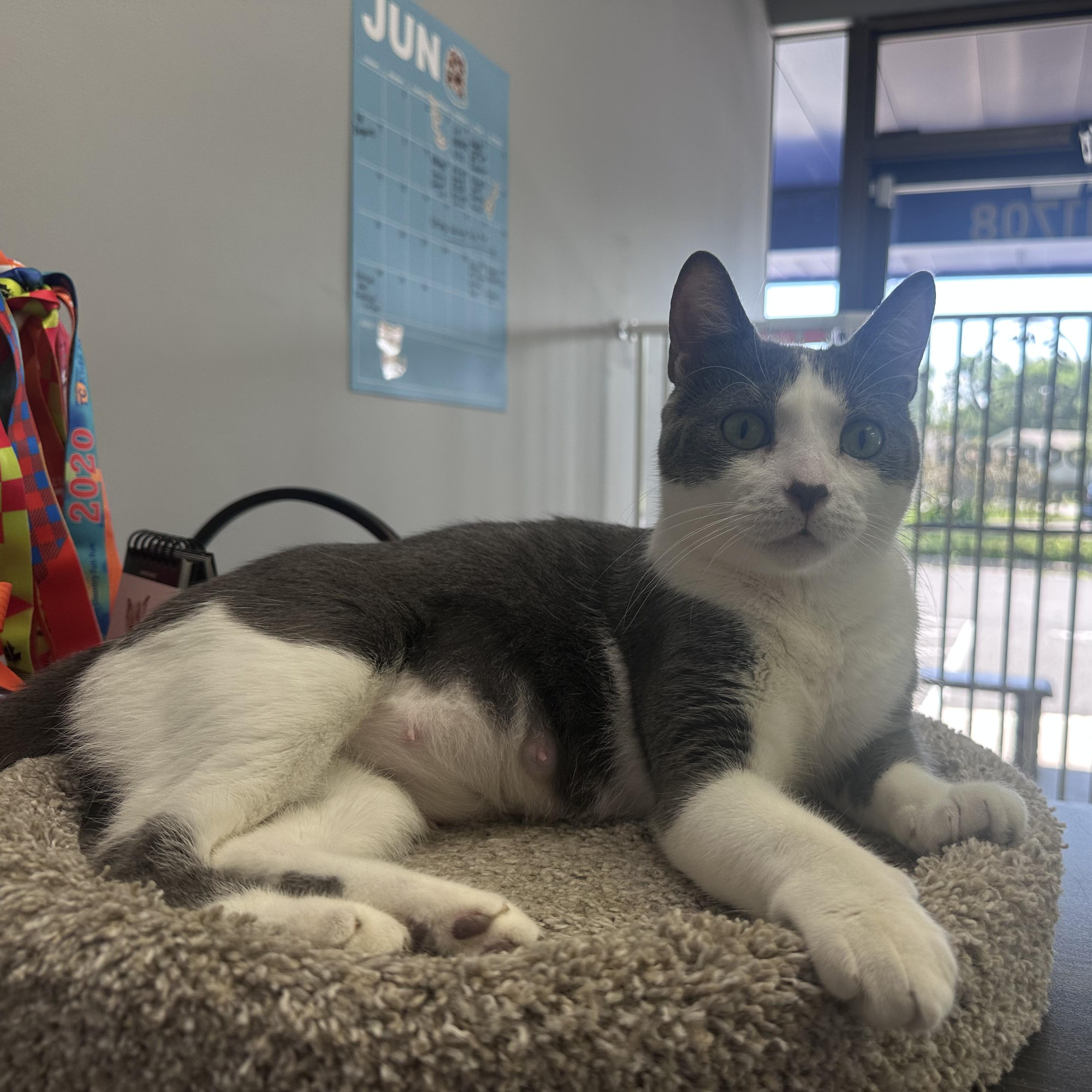 Enlarge Calypso, a Adoptable Domestic Short Hair in Blaine , MN image 2/6