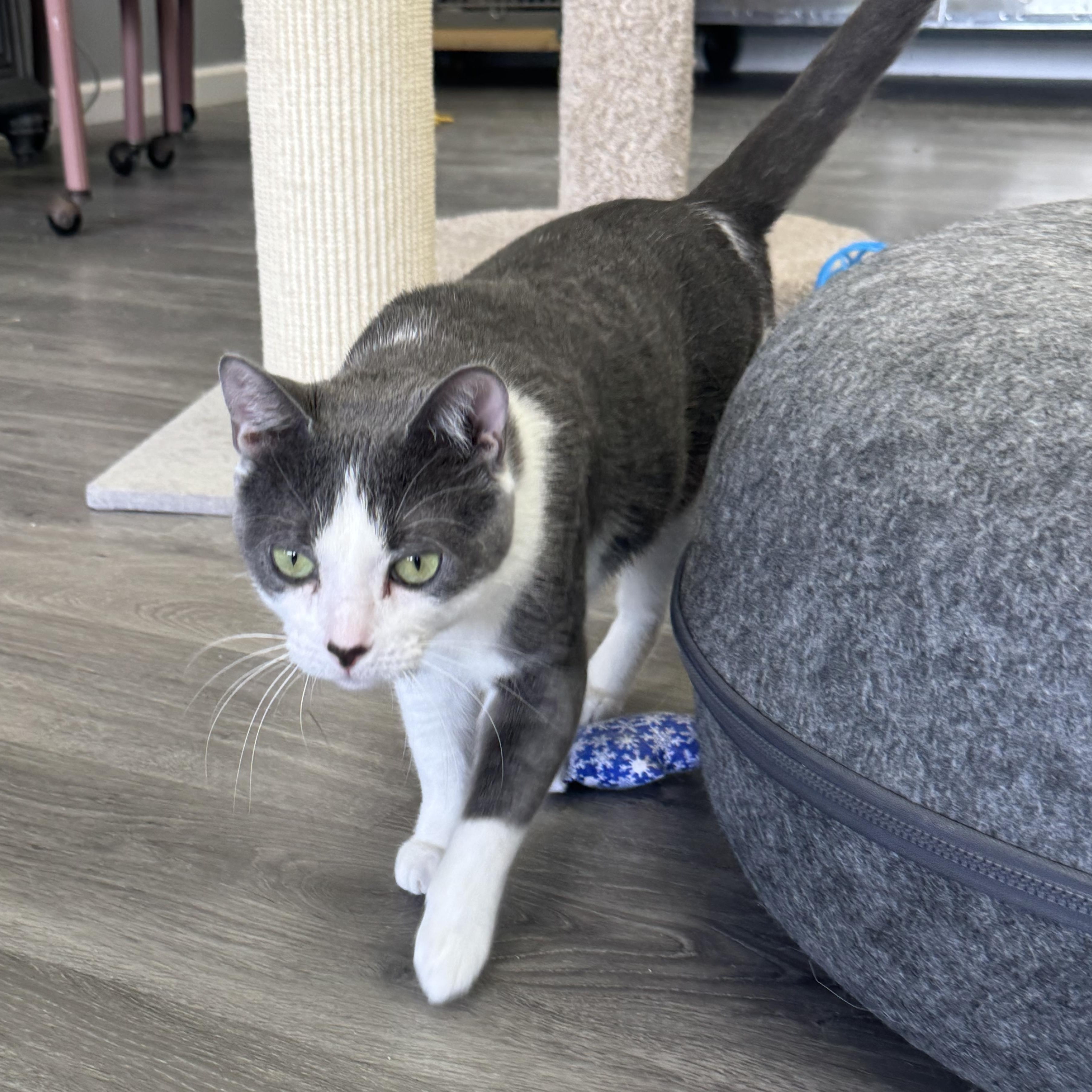 Enlarge Calypso, a Adoptable Domestic Short Hair in Blaine , MN image 3/6