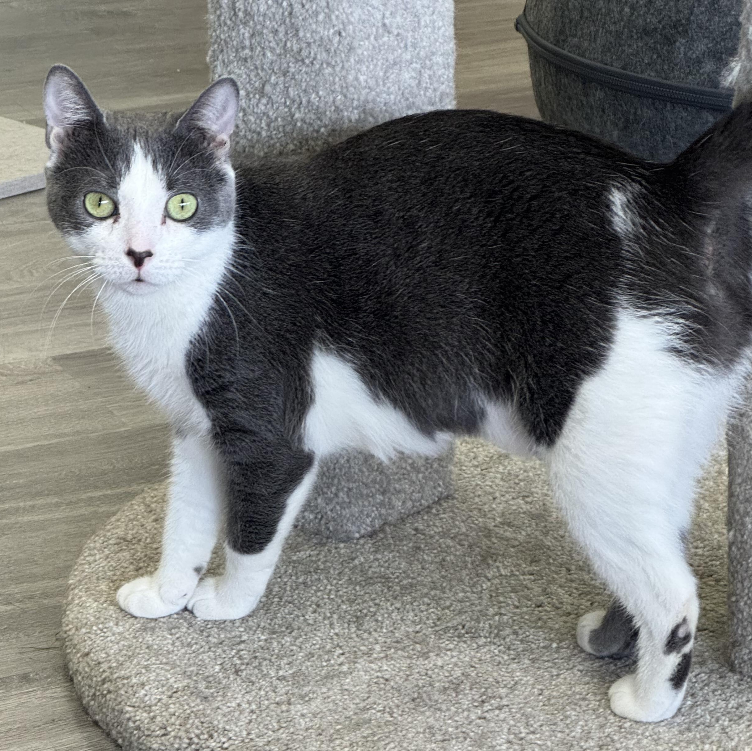 Calypso, Adoptable, Adult Female Domestic Short Hair.