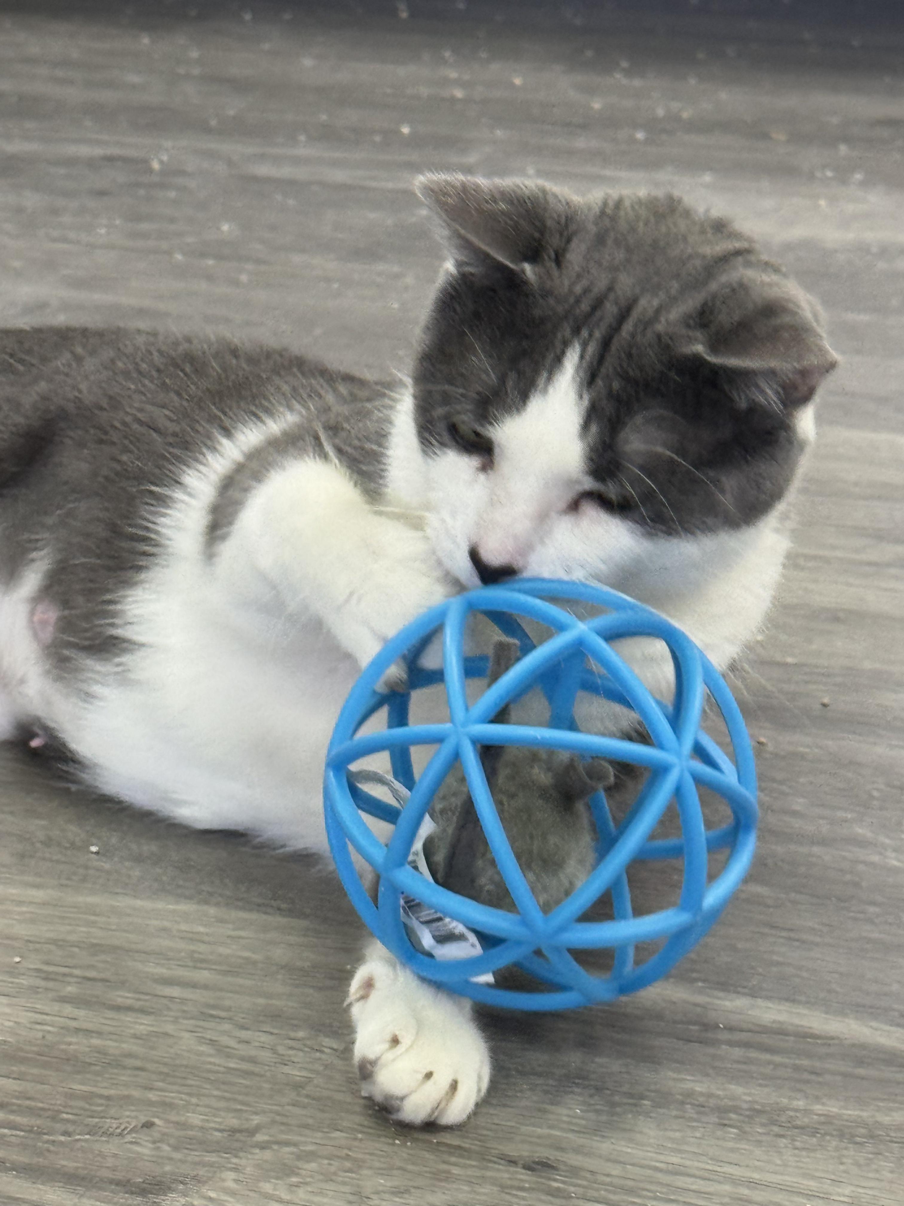 Enlarge Calypso, a Adoptable Domestic Short Hair in Blaine , MN image 4/6