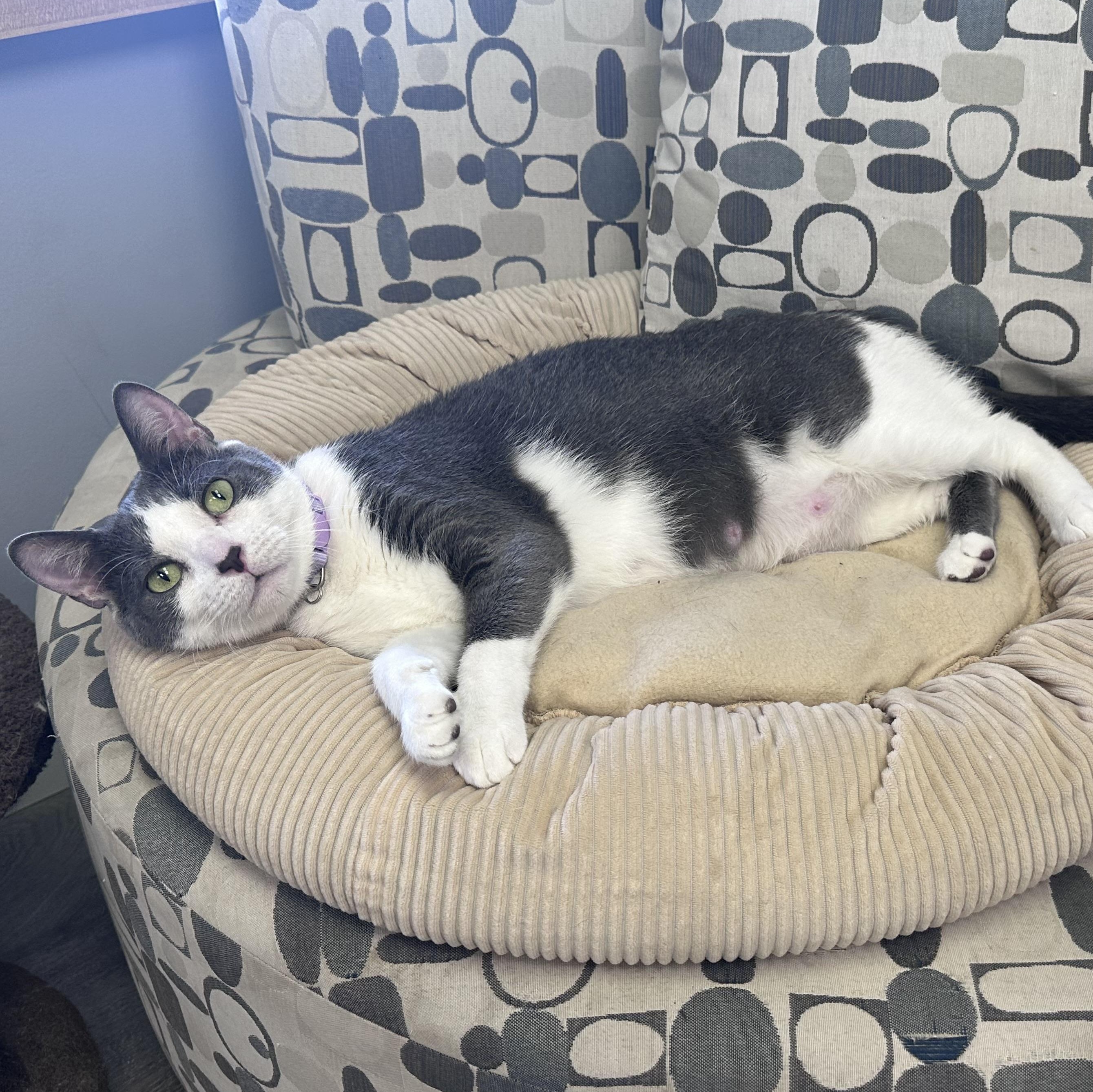Enlarge Calypso, a Adoptable Domestic Short Hair in Blaine , MN image 6/6
