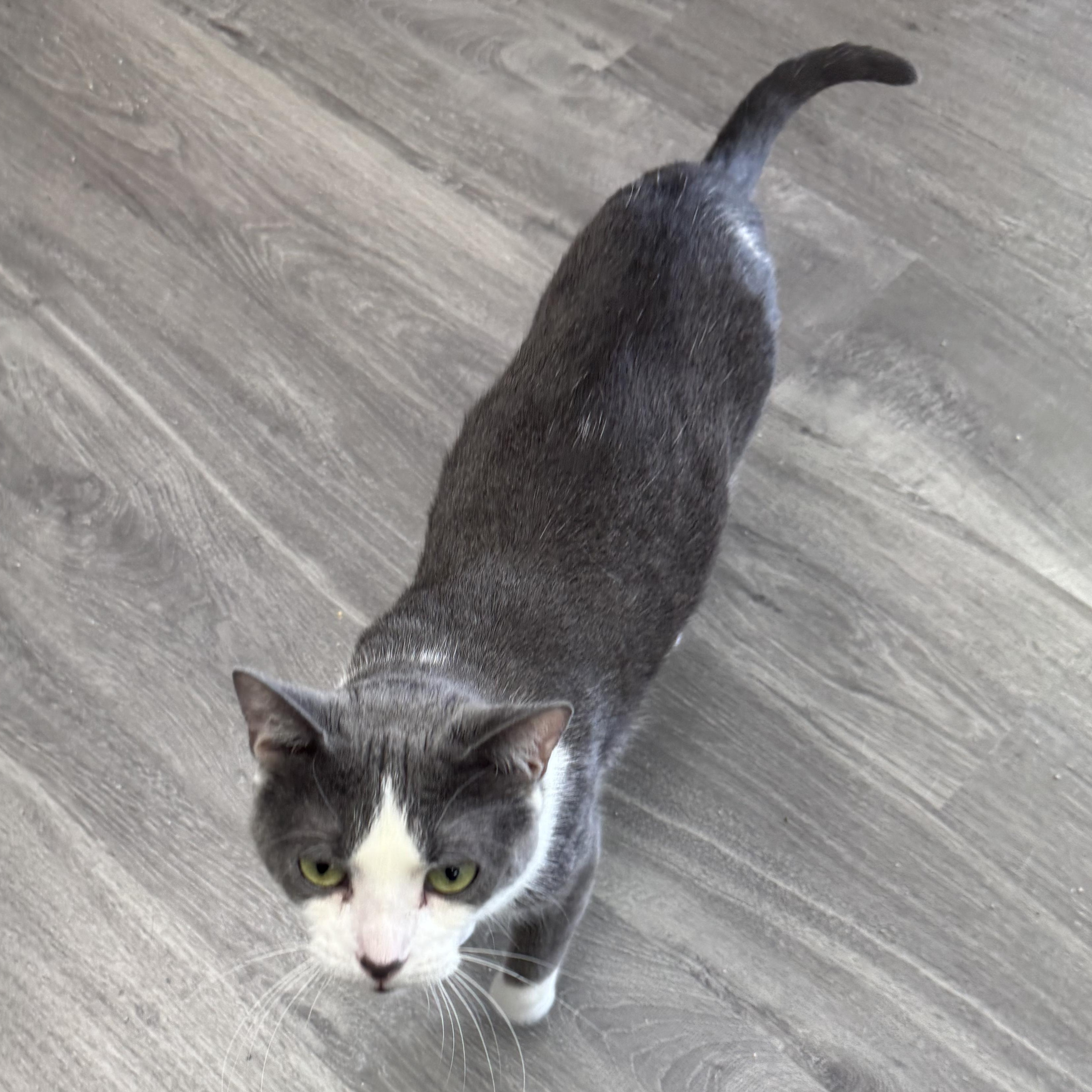 Enlarge Calypso, a Adoptable Domestic Short Hair in Blaine , MN image 5/6