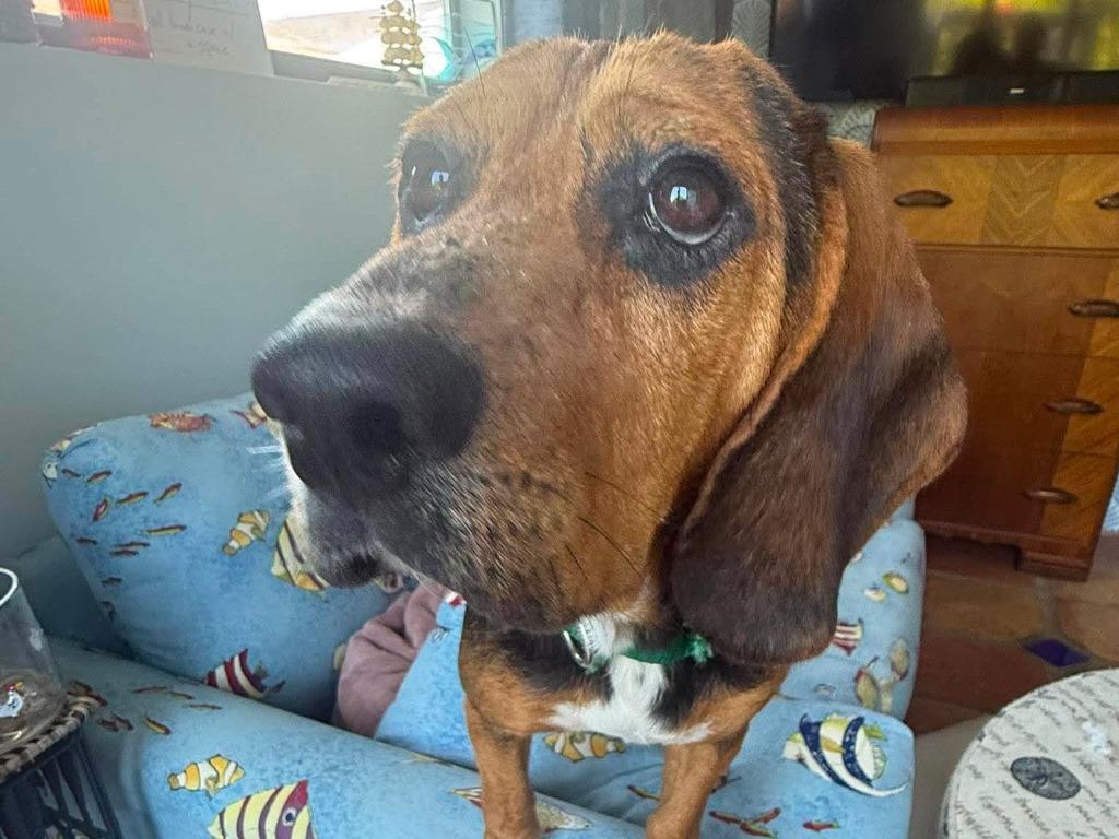 Waylon, a Adoptable mixed breed in Raleigh, NC image 3/6