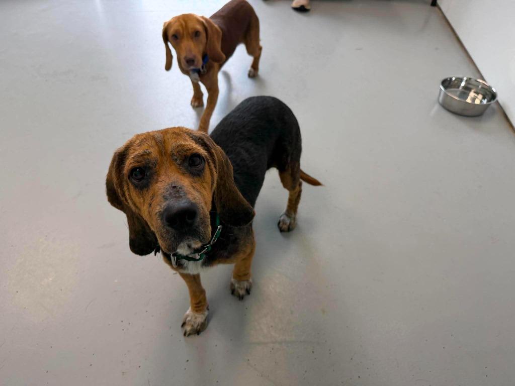 Waylon, a Adoptable mixed breed in Raleigh, NC image 4/6
