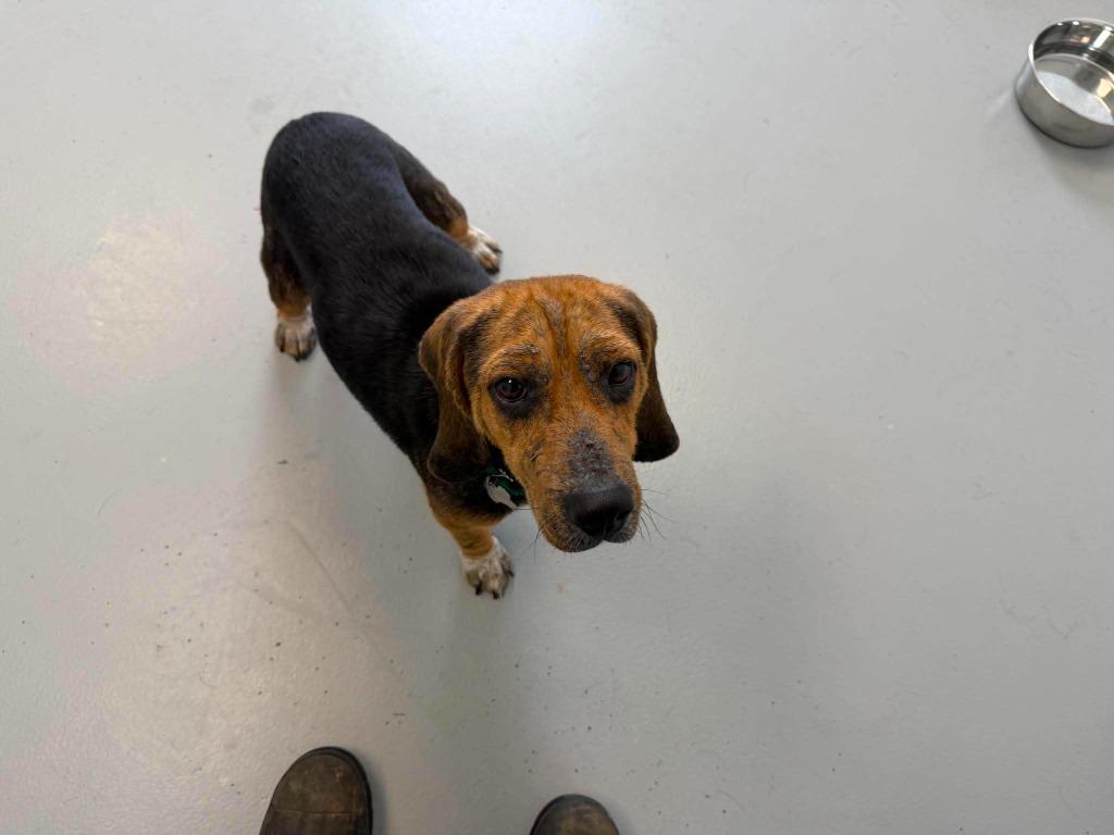 Waylon, a Adoptable mixed breed in Raleigh, NC image 6/6