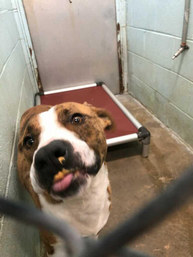 Enlarge Tucker, a Adoptable mixed breed in Orangeburg, SC image 1/3