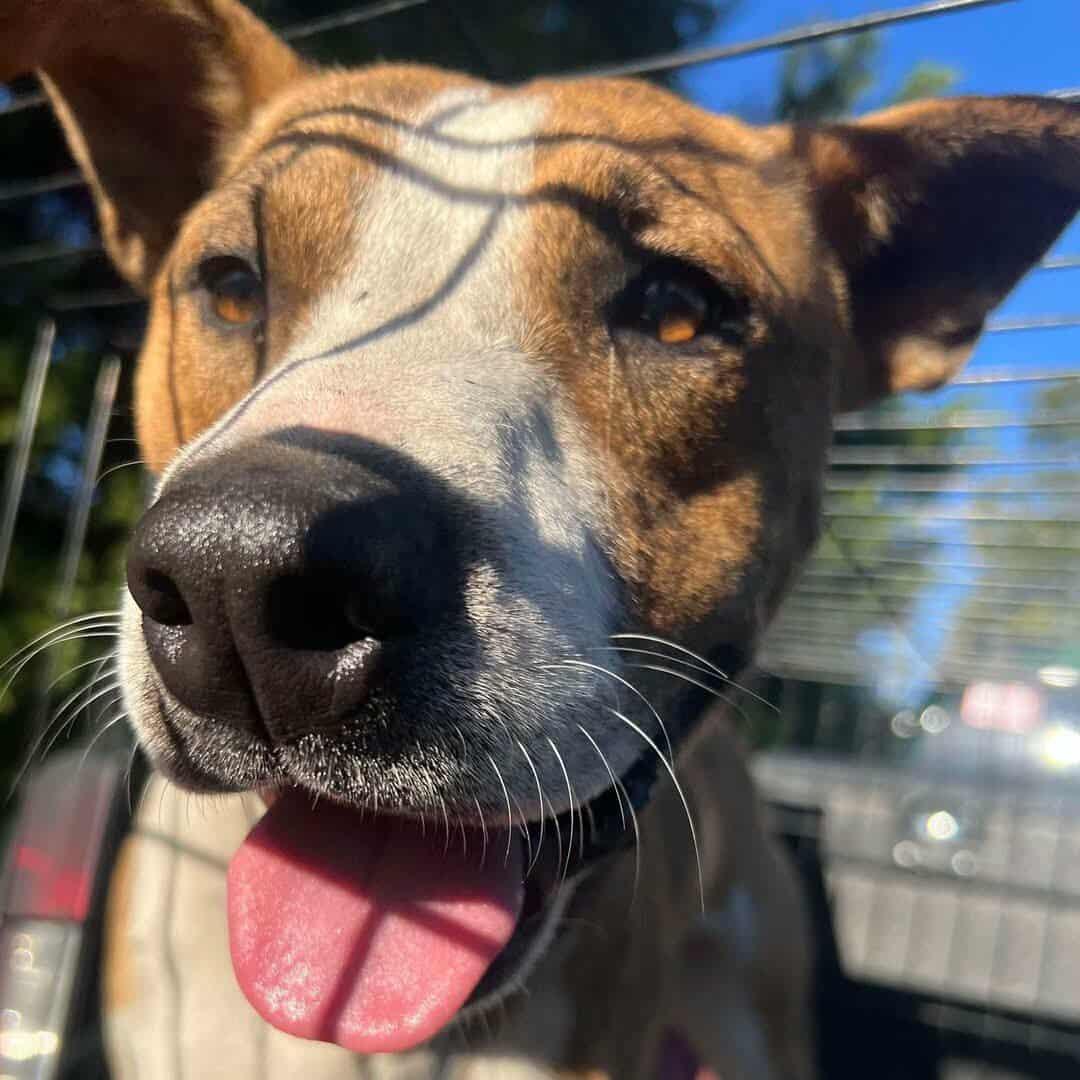 Enlarge Tucker, a Adoptable mixed breed in Orangeburg, SC image 2/3