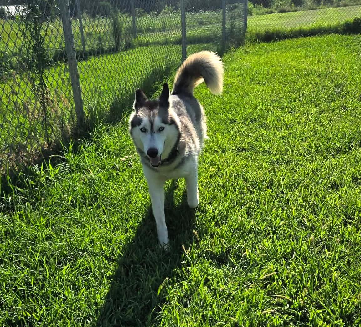 Enlarge Keona, a ADOPTABLE Husky in Windsor, MO image 4/6