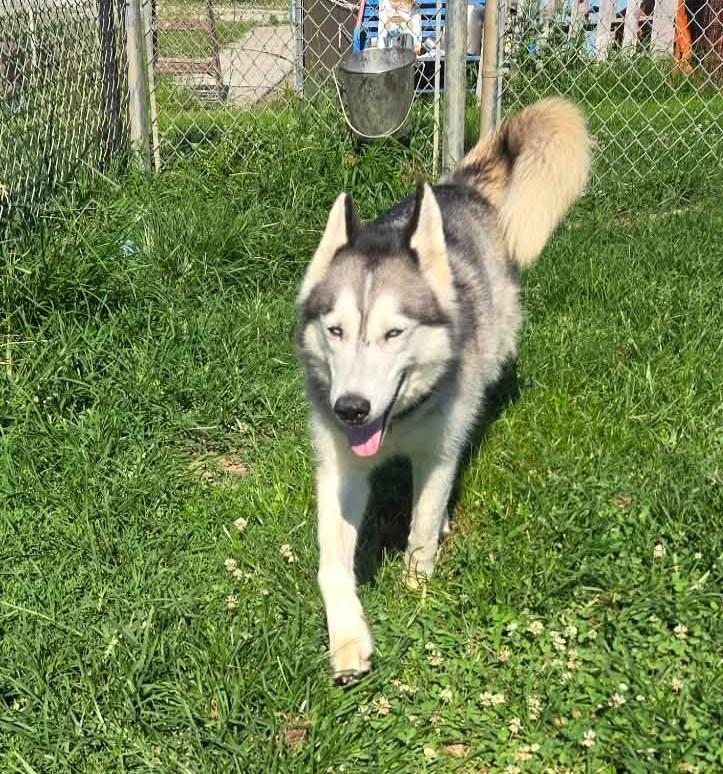 Enlarge Keona, a ADOPTABLE Husky in Windsor, MO image 5/6