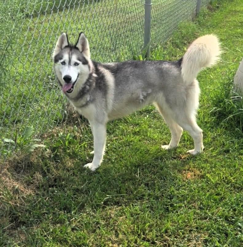 Enlarge Keona, a ADOPTABLE Husky in Windsor, MO image 2/6
