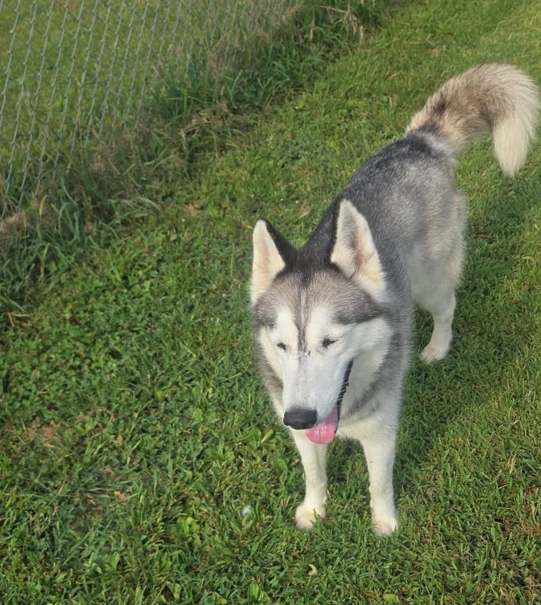 Enlarge Keona, a ADOPTABLE Husky in Windsor, MO image 6/6