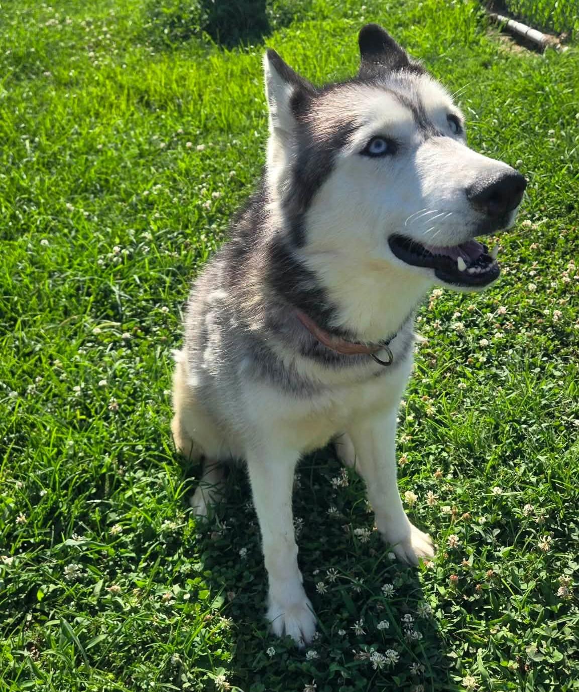 Enlarge Keona, a ADOPTABLE Husky in Windsor, MO image 3/6