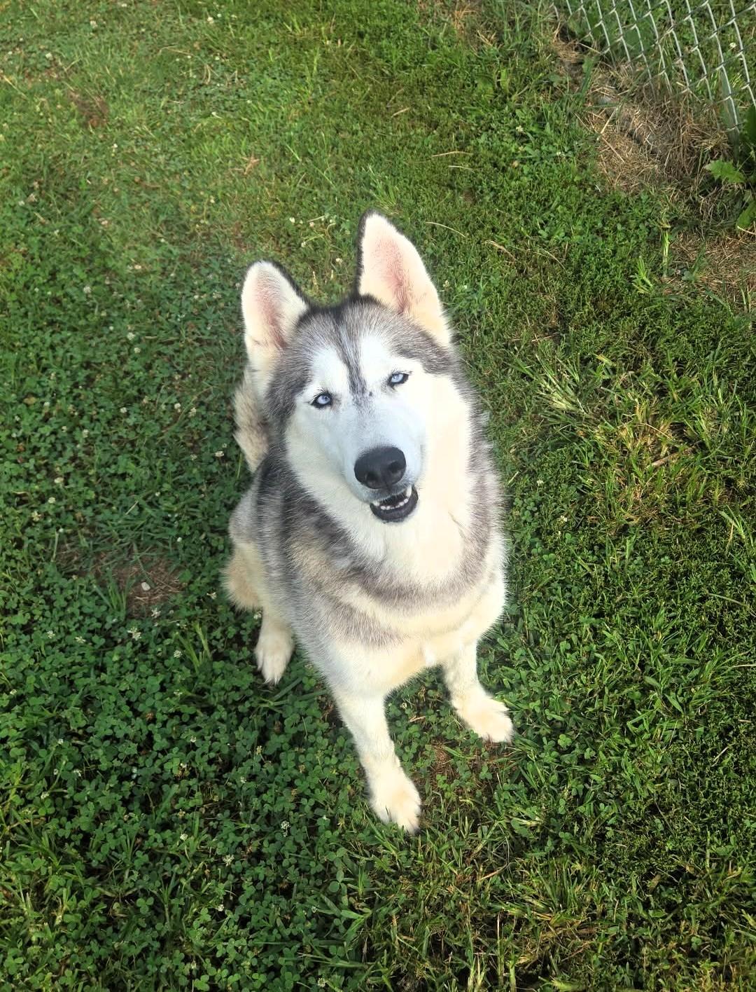 Enlarge Keona, a ADOPTABLE Husky in Windsor, MO image 1/6