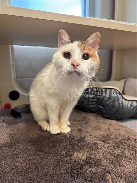 MOOKIE, Adoptable, Senior Female Domestic Short Hair.