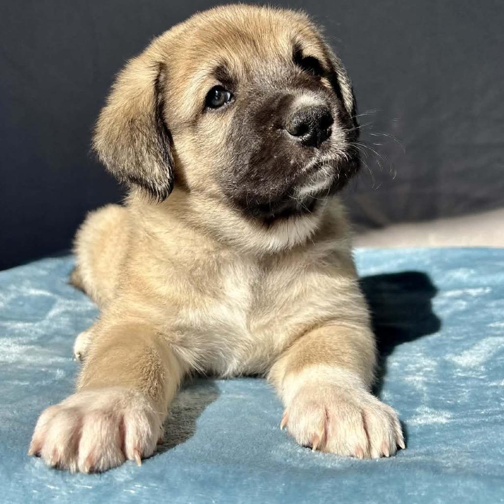 Brady — thumbnail 2