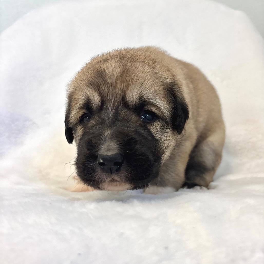 Brady — thumbnail 3