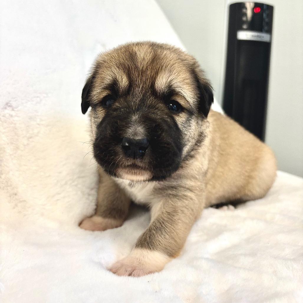 Brady — thumbnail 4