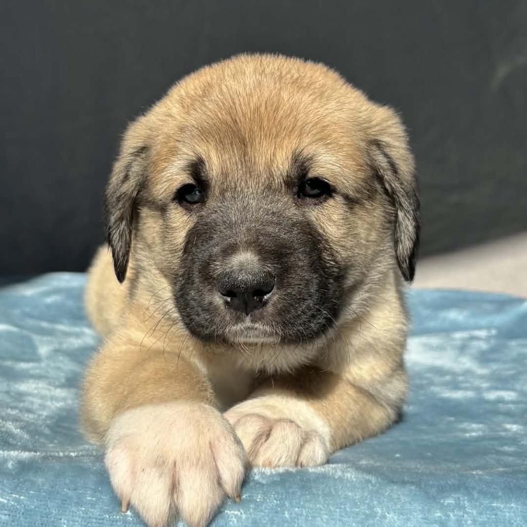 Brady — thumbnail 6