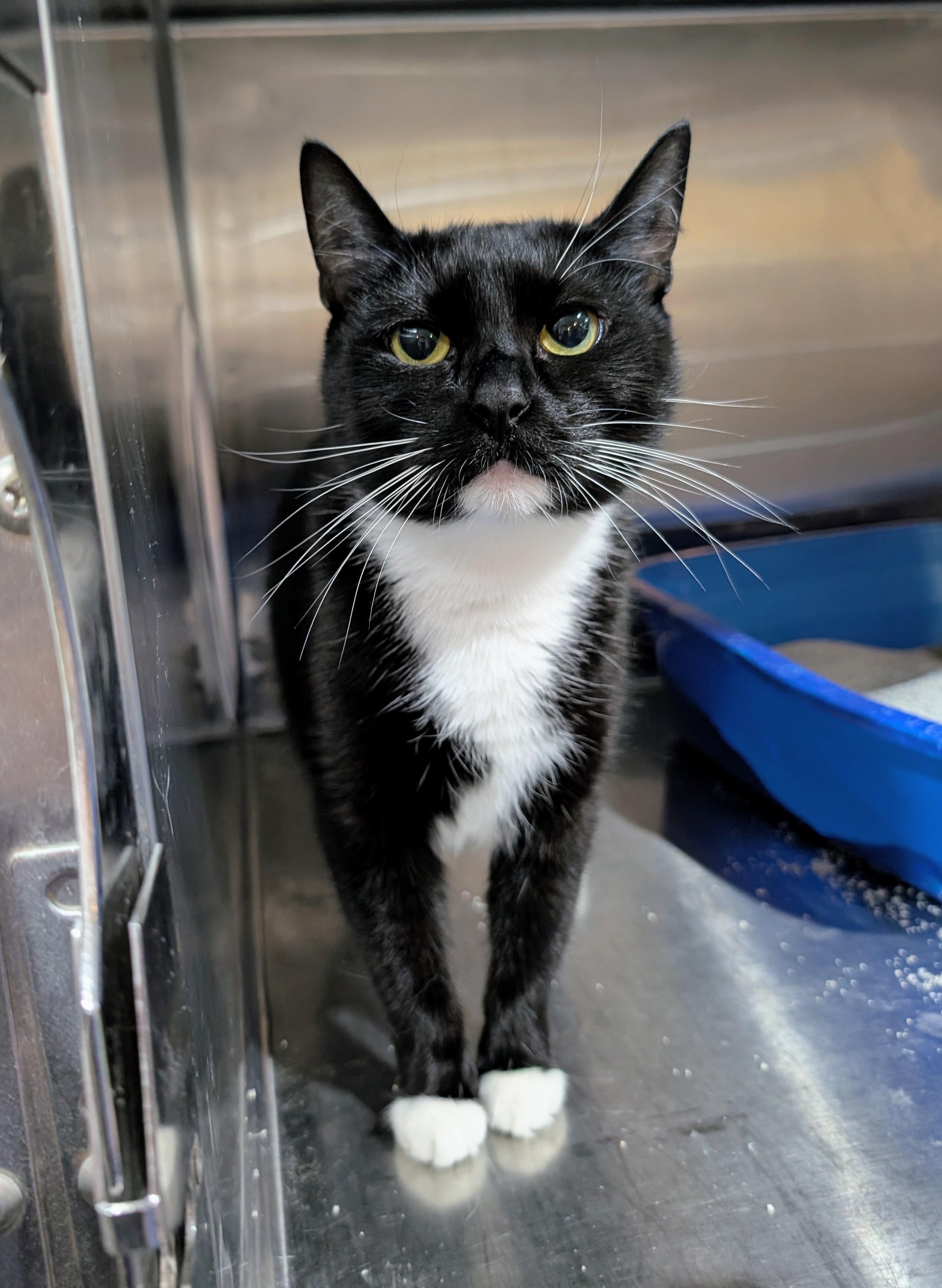 Enlarge Merry , a Adoptable mixed breed in West Palm Beach, FL image 3/4