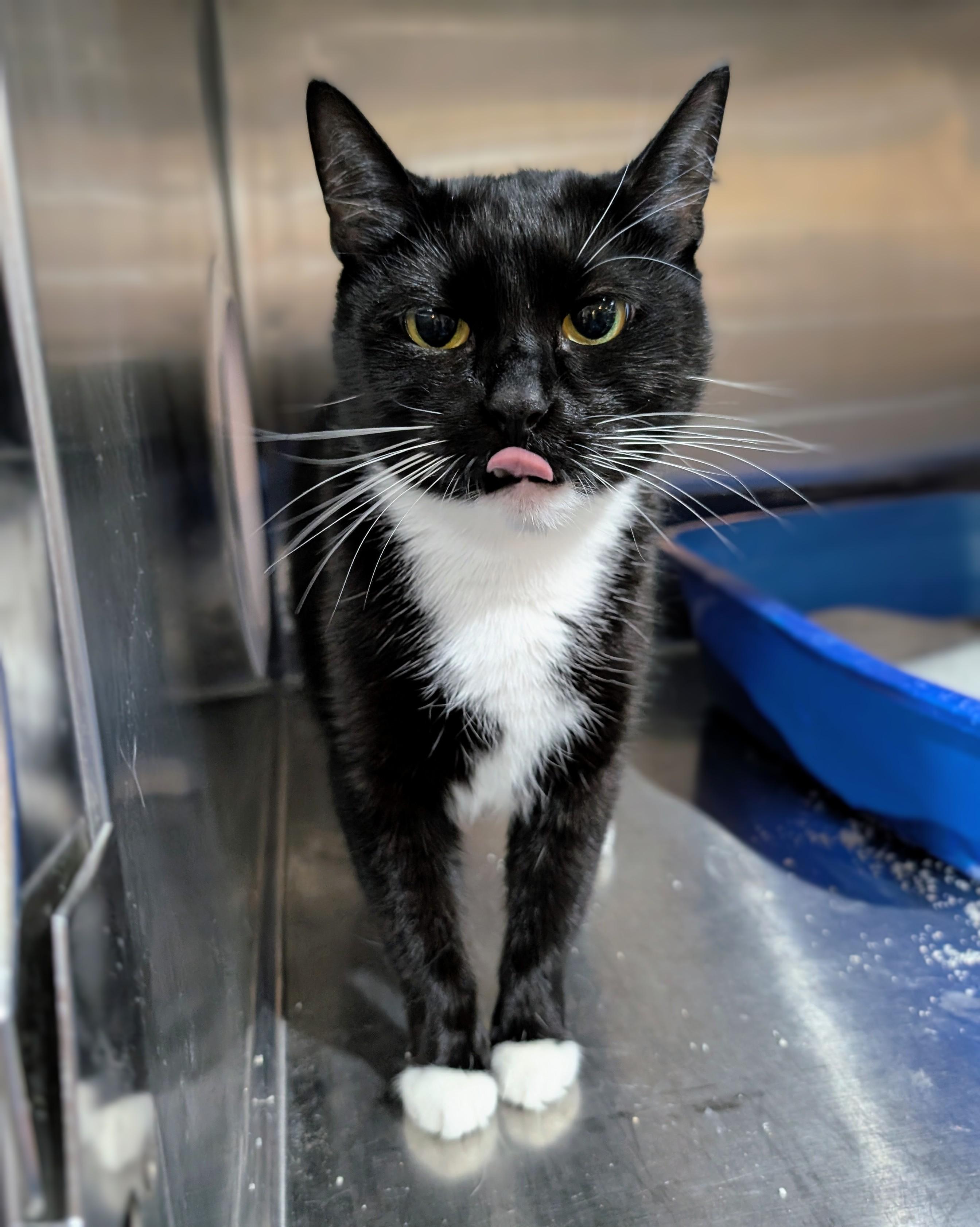 Enlarge Merry , a Adoptable mixed breed in West Palm Beach, FL image 2/4